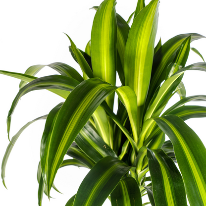XL kamerplant - Dracaena Deremensis Hawaiian Sunshine - Pot Ø 24cm Hoogte ↕ 130-150cm