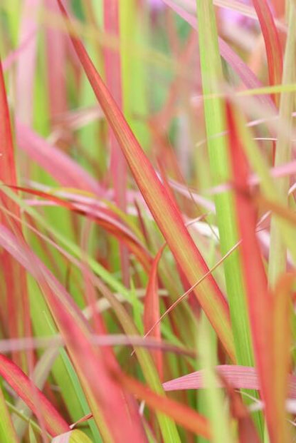 Buitenplant 24x Imperata cylindrica 'Red Baron' - Pot Ø 9cm Hoogte ↕ 10-25cm