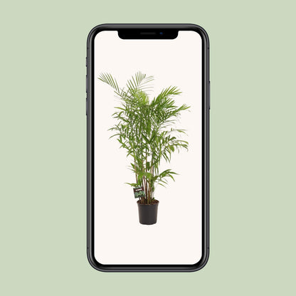 XL kamerplant - Chamaedorea Seifrizii - Pot Ø 27cm Hoogte ↕ 160cm