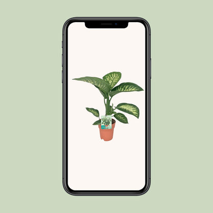 Kamerplant - Dieffenbachia Seguine 'Tropic Snow' - Pot Ø 19cm Hoogte ↕ 70cm