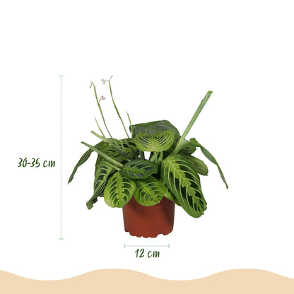 Green boutiQ - Kamerplant - Maranta Fascinator Lemon Lime - Gebedsplant - Huisdiervriendelijk - Groen - 2 Planten - Pot 12cm - Hoogte 30-35cm