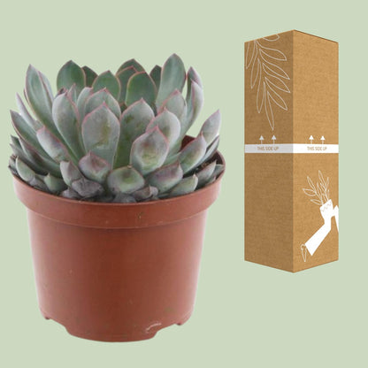 Kamerplant - Echeveria Pelisuda - Pot Ø 17cm Hoogte ↕ 30cm