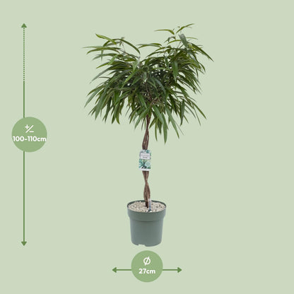 XL kamerplant - Ficus Mahori - Pot Ø 27cm Hoogte ↕ 120cm