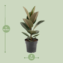 Kamerplant - Ficus Elastica Robusta - Pot Ø 17cm Hoogte ↕ 55cm