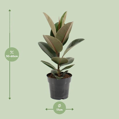Kamerplant - Ficus Elastica Robusta - Hoogte ↕ 35-95cm