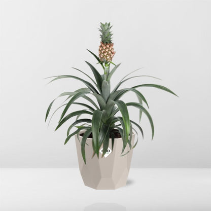 Kamerplant - Ananas Mi Amigo - Pot Ø 14cm