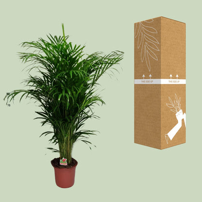 Kamerplant - Dypsis Lutescens (Areca Palm) - Hoogte ↕ 12-230cm