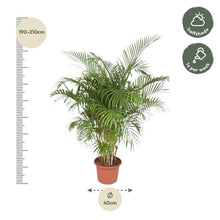 XL Kamerplant - Dypsis Lutescens (Areca Palm) - Pot Ø 40cm Hoogte ↕ 200cm