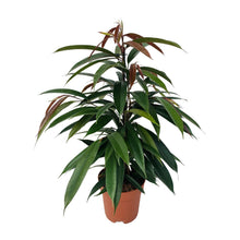 Kamerplant - Ficus Binnendijkii 'Amstel King' - Pot Ø 17cm Hoogte ↕ 75cm