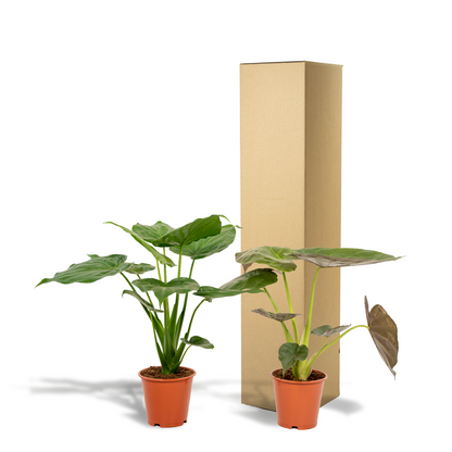 Kamerplant - Alocasia Cucullata + Alocasia Wentii - Pot Ø 19cm Hoogte ↕ 60cm
