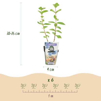 Buitenplant 3x Lonicera caerulea Kamtschatica (Honingbes) - Winterhard - Pot Ø 9cm