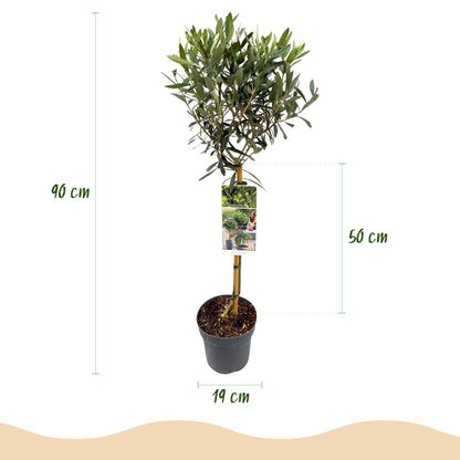 Buitenplant - Olea europaea op stam - Terrasboom - Winterhard - Pot Ø 19cm Hoogte ↕ 90cm