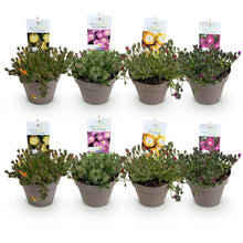 Buitenplant 8x Delosperma Jewel of Desert - Winterhard - Pot Ø 14cm Hoogte ↕ 17cm