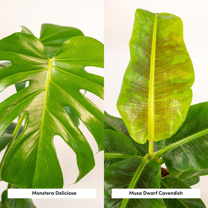 Kamerplant - Monstera Deliciosa ↕75cm + Musa Dwarf Cavendish ↕85cm - Met mand - Pot Ø 21cm