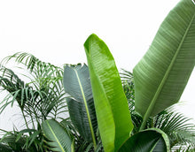 Kamerplant - Voordeelpakket XXL - Kentia 200cm, Strelitzia Nicolai 225cm, Areca 200cm