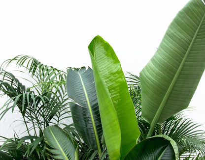 Kamerplant - Voordeelpakket XXL - Kentia 200cm, Strelitzia Nicolai 225cm, Areca 200cm