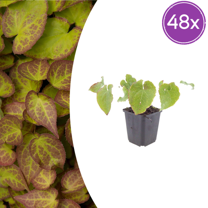 Buitenplant 48x Epimedium perralchicum 'Frohnleiten' - Bodembedekker - Pot Ø 9cm Hoogte ↕ 10-25cm