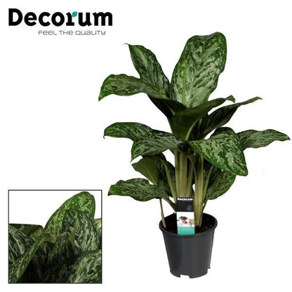 Kamerplant - Aglaonema Greenlight - Pot Ø 17cm Hoogte ↕ 60cm