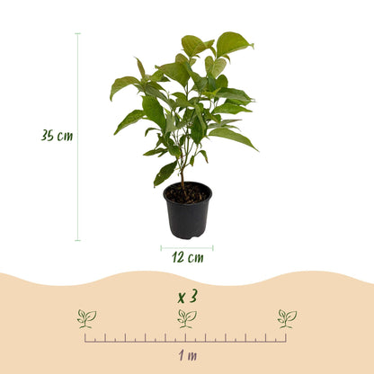 Buitenplant 3x Cornus mas - Bloeiend - Pot Ø 12cm Hoogte ↕ 35cm