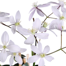 Buitenplant - Clematis armandii 'Apple Blossom' - Groenblijvend Bloeiend - Pot Ø 15cm Hoogte ↕ 65cm