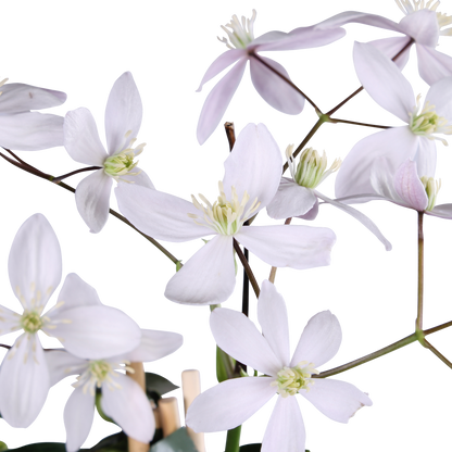Buitenplant - Clematis armandii 'Apple Blossom' - Groenblijvend Bloeiend - Pot Ø 15cm Hoogte ↕ 65cm