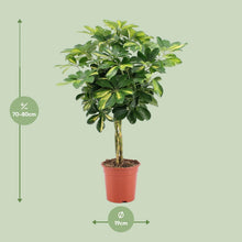Kamerplant - Schefflera Arboricola Gold Capella - Pot Ø 19cm Hoogte ↕ 75cm