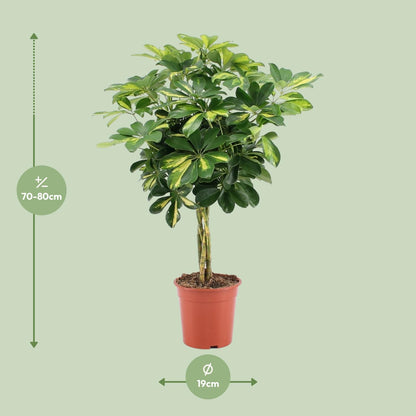 Kamerplant - Schefflera Arboricola Gold Capella - Pot Ø 19cm Hoogte ↕ 75cm