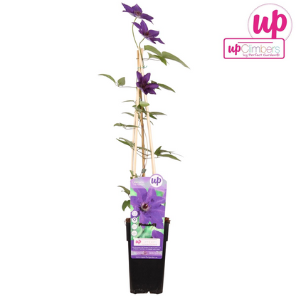 Buitenplant - Clematis 'The President' - Bloeiend - Pot Ø 15cm Hoogte ↕ 65cm