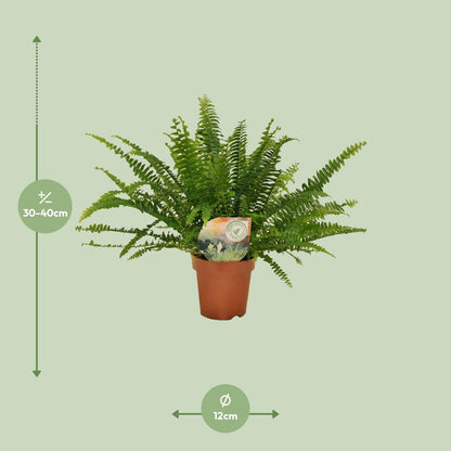 Kamerplant - Nephrolepis Green Lady - Pot Ø 12cm Hoogte ↕ 30cm