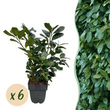 Buitenplant 6x Prunus laurocerasus 'Etna' - Groenblijvend, Haagplant - Pot Ø 17cm Hoogte ↕ 50cm