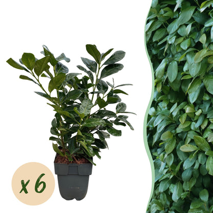 Buitenplant 6x Prunus laurocerasus 'Etna' - Groenblijvend, Haagplant - Pot Ø 17cm Hoogte ↕ 50cm