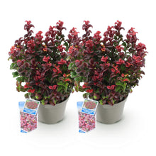 Buitenplant 2x Leucothoe Curly Red - Groenblijvend - Pot Ø 17cm Hoogte ↕ 40cm