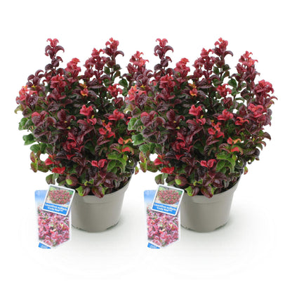 Buitenplant 2x Leucothoe Curly Red - Groenblijvend - Pot Ø 17cm Hoogte ↕ 40cm