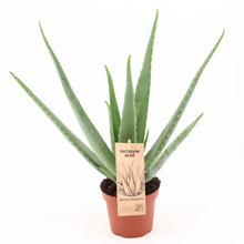 Kamerplant - Aloe Vera - Pot Ø 14cm Hoogte ↕ 45cm
