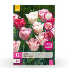 Bloembollen 12x Tulp Hemisphere mix - Diverse Kleuren - Bolmaat 11/12