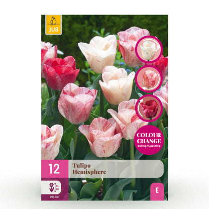 Bloembollen 12x Tulp Hemisphere mix - Diverse Kleuren - Bolmaat 11/12