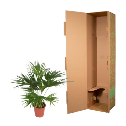 Kamerplant - Livistona Chinensis - Pot Ø 24cm Hoogte ↕ 150cm