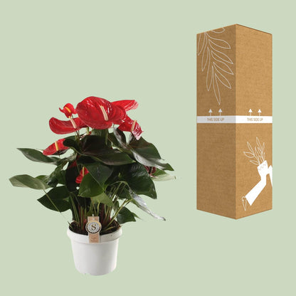 Kamerplant - Anthurium Red Champion - Bloeiend - Pot Ø 21cm Hoogte ↕ 65cm