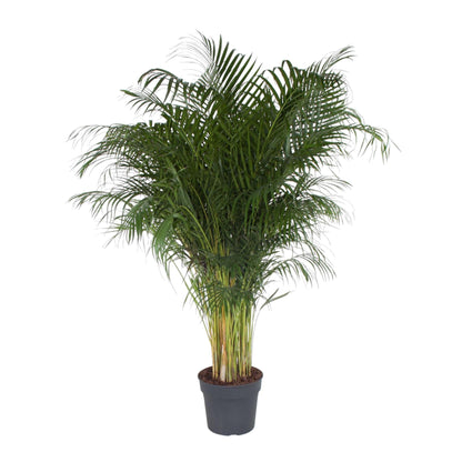 Kamerplant - Dypsis Lutescens (Areca Palm) - Hoogte ↕ 12-230cm