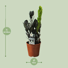 Kamerplant - Zamioculcas Raven - Pot Ø 14cm Hoogte ↕ 45cm