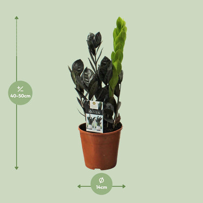 Kamerplant - Zamioculcas Raven - Pot Ø 14cm Hoogte ↕ 45cm