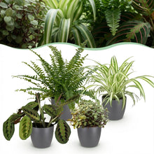 Kamerplant - Mix van 4 Huisdiervriendelijke Planten (Chlorophytum, Maranta, Callisia, Nephrolepis) - Pot Ø 12cm Hoogte ↕ 25cm
