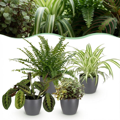 Kamerplant - Mix van 4 Huisdiervriendelijke Planten (Chlorophytum, Maranta, Callisia, Nephrolepis) - Pot Ø 12cm Hoogte ↕ 25cm