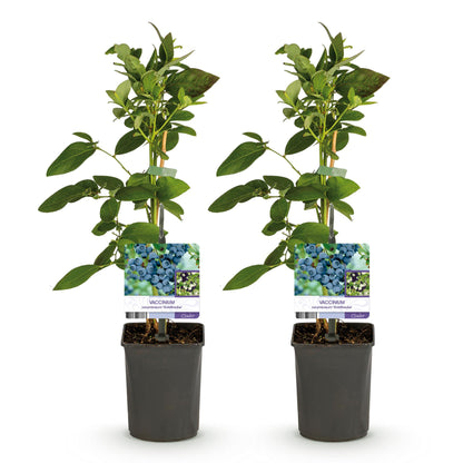 Buitenplant 2x Vaccinium corymbosum 'Goldtraube' - Fruitplant - Pot Ø 11cm Hoogte ↕ 40cm