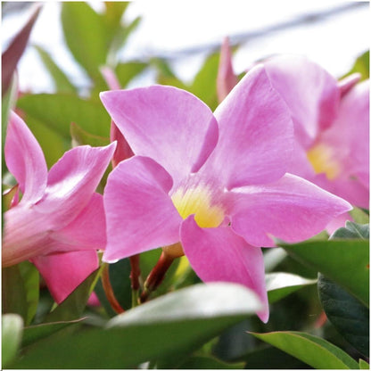 Buitenplant 6x Dipladenia Pink (Mandevilla) - Bloeiend - Pot Ø 12cm Hoogte ↕ 25cm