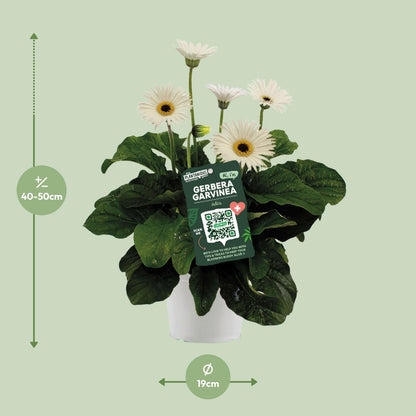 Buitenplant - Garvinea Gerbera Wit - Bloeiend - Pot Ø 19cm Hoogte ↕ 50cm