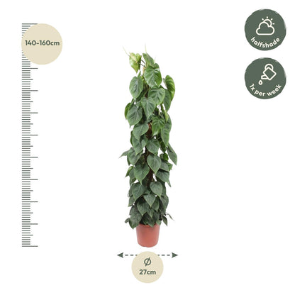 Kamerplant - Philodendron Scandens Mosstok - Pot Ø 27cm Hoogte ↕ 150cm