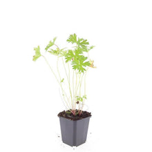Buitenplant 48x Geranium 'Johnson's Blue' - Bloeiend - Pot Ø 9cm Hoogte ↕ 10-25cm