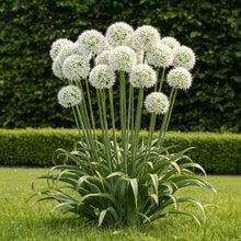 Buitenplant 3x Allium Mount Everest - Bloeiend - Bolmaat 16/18