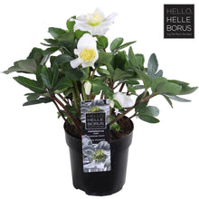 Buitenplant - Helleborus Niger 'Christmas Carol' - Winterhard - Pot Ø 10,5cm Hoogte ↕ 25cm